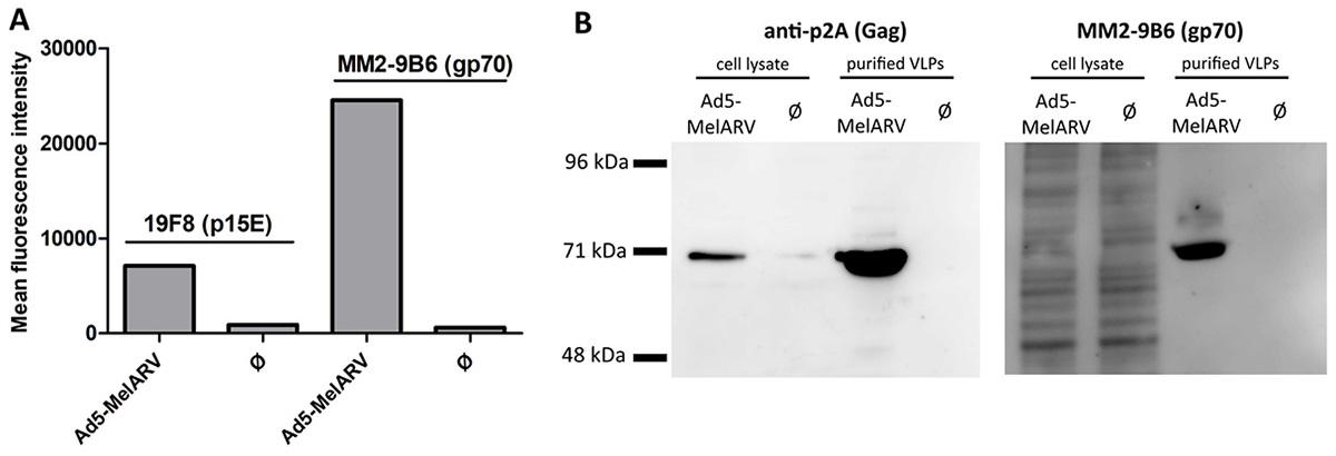 Assembly and release of VLPs by Ad5-MelARV transduced cells.