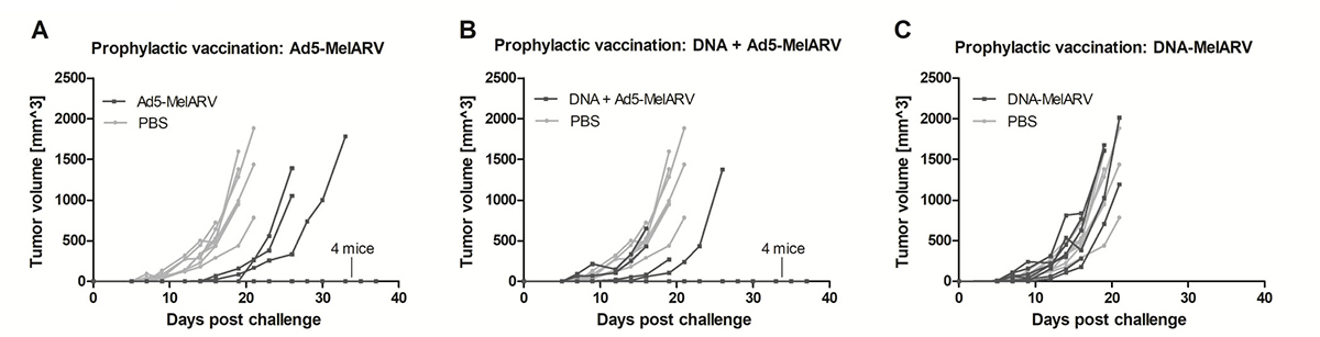 Tumor protection in prophylactically vaccinated mice.