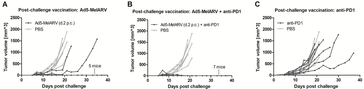 Tumor protection in post-challenge vaccinated mice.