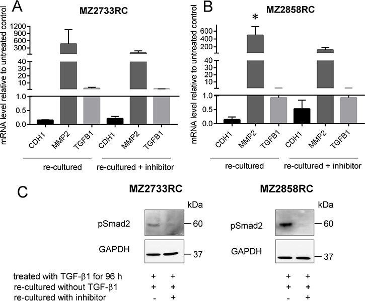 Re-culture and inhibition experiment with RCCs.