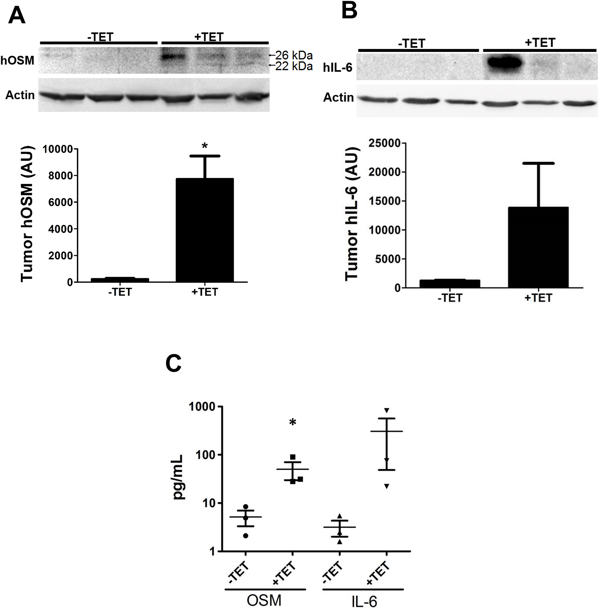 OSM induces IL-6 in an animal model of human breast cancer.