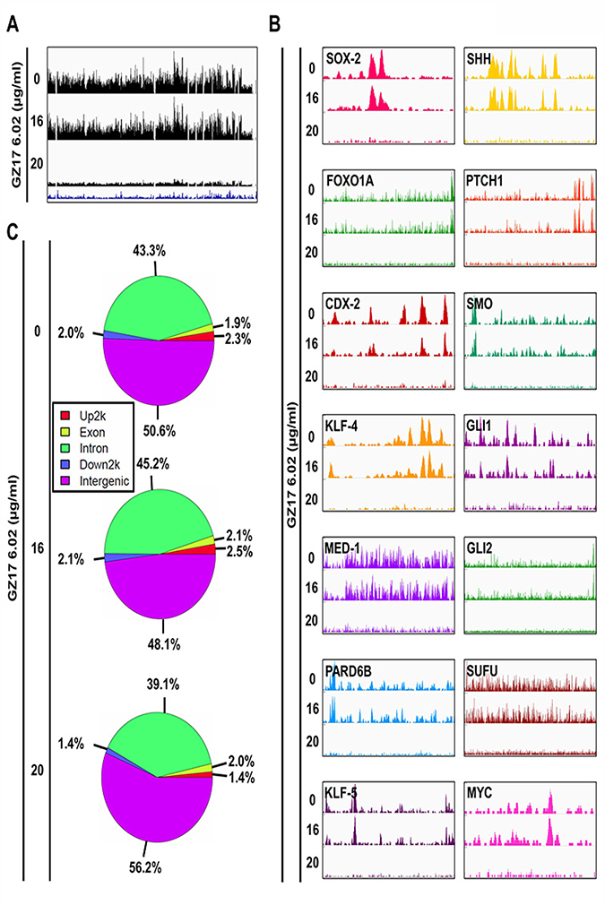 Detection of reduction of binding of OCT-4 (enhancer) at different sites associated with SEs following treatment with GZ17-6.02.