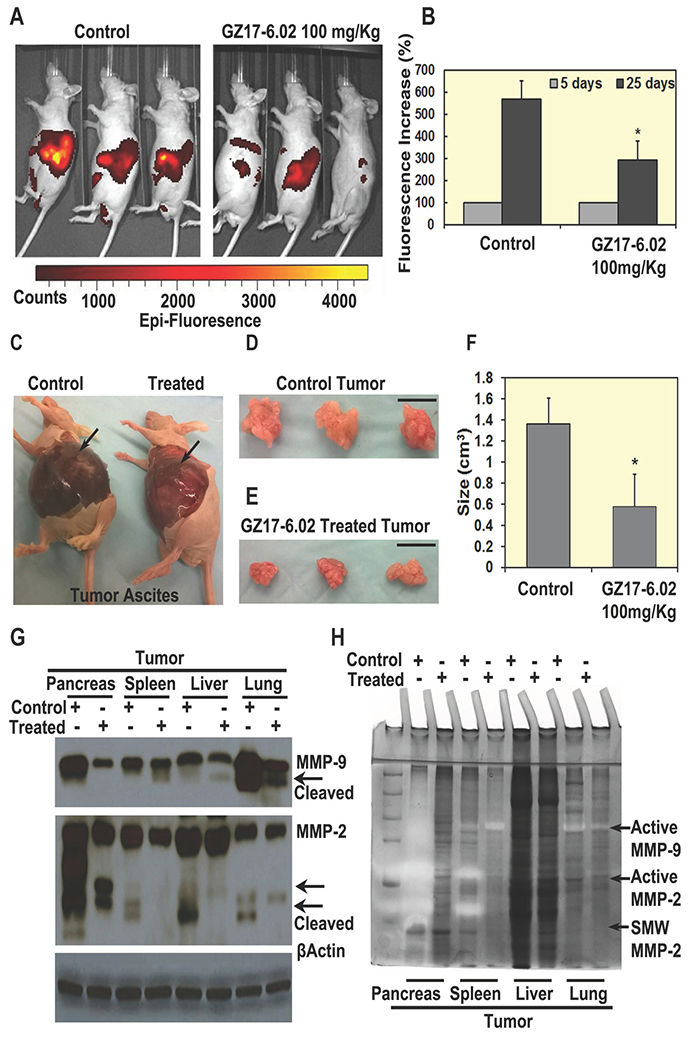 GZ17-6.02 inhibit tumor growth in vivo.