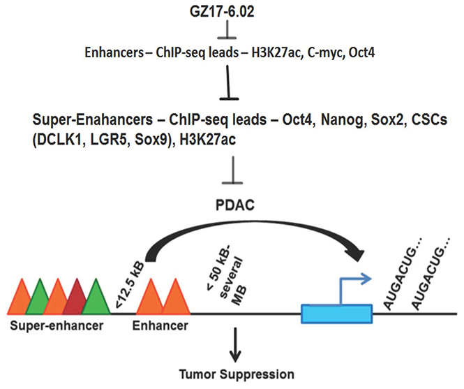 Schematic representation of effects of GZ17-6.02 inhibiting SE following tumorigenesis in PDAC.