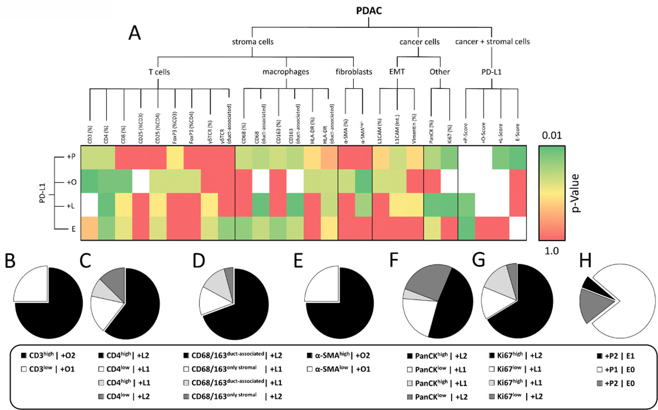 PD-L1 expression characterized by POLE Score correlates with intratumoral proportion of distinct immune cell populations.