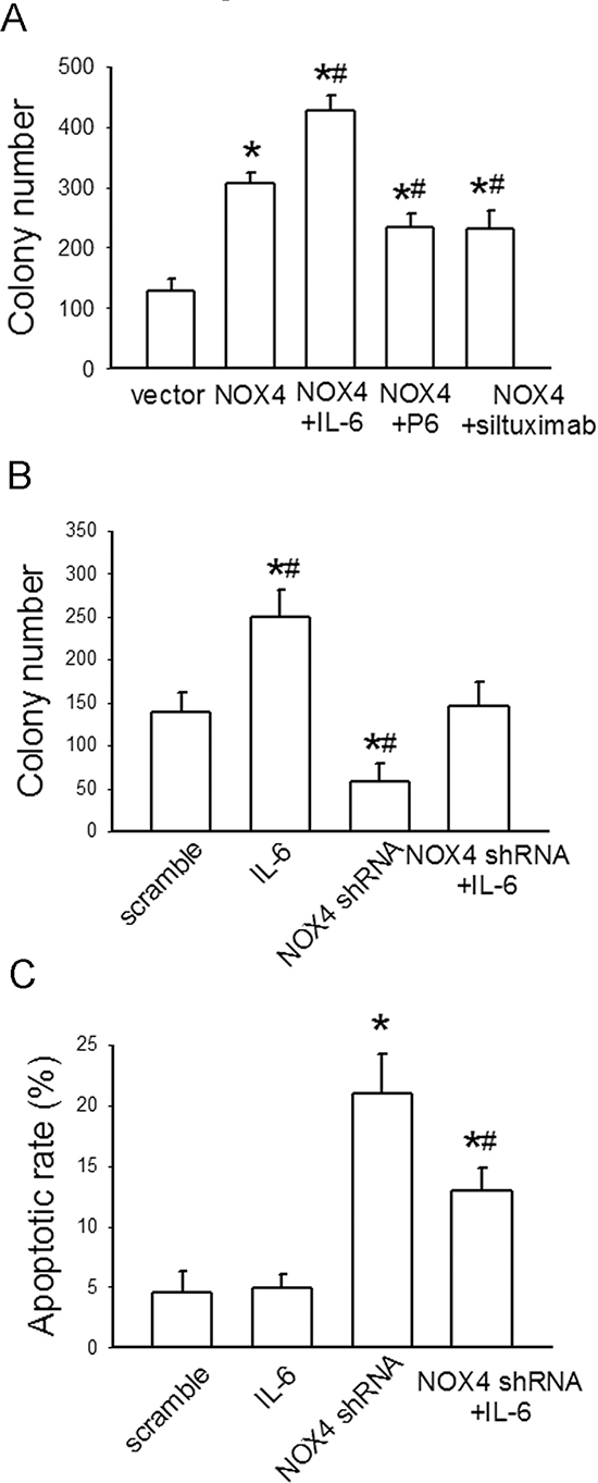 NOX4 interplays with IL-6 to regulate H460 cell proliferation and survival in vitro.