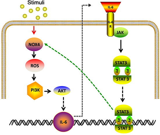 Model: IL-6 stimulates NOX4 expression and ROS/Akt signaling in NSCLC cells.