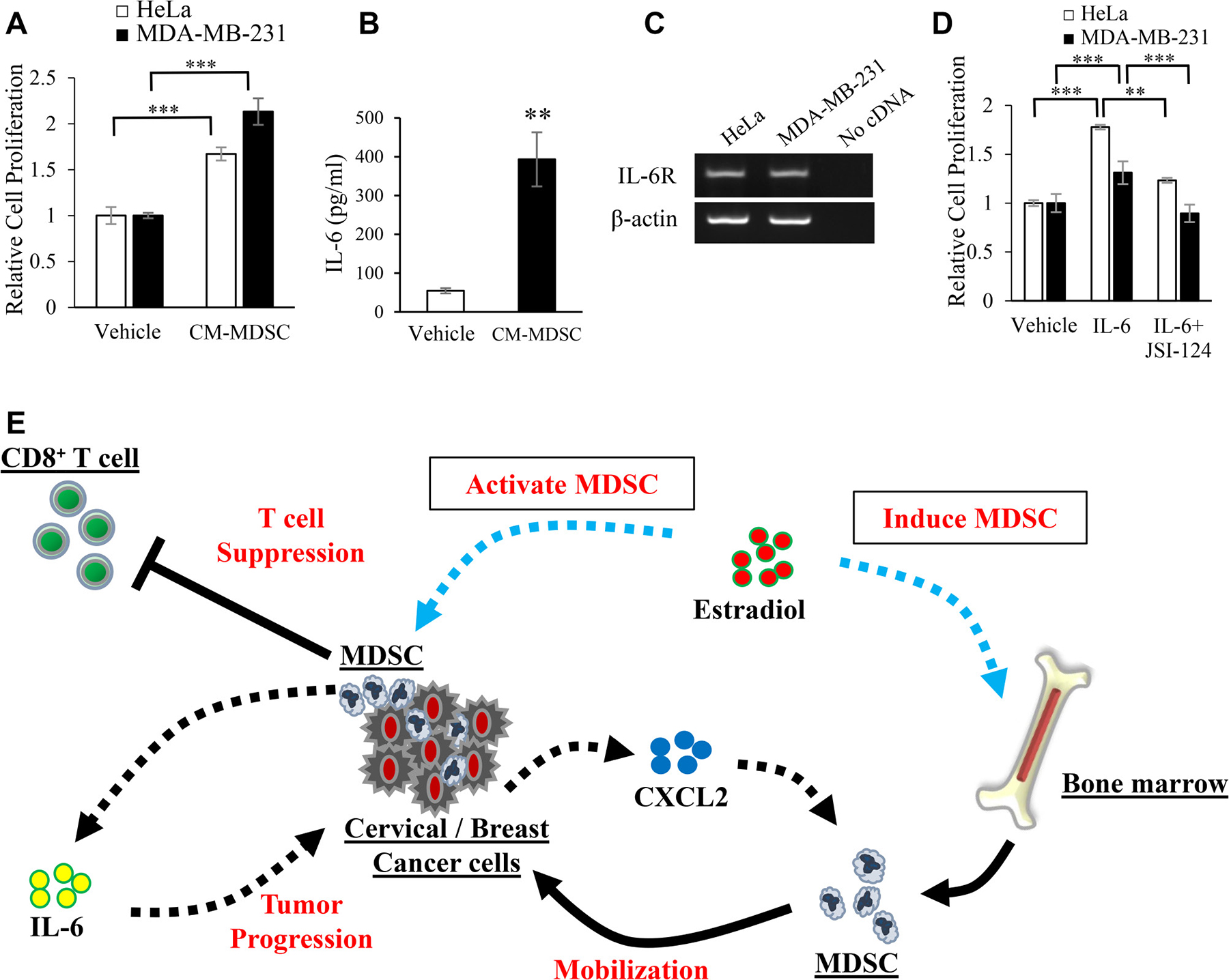 Mechanisms by which MDSC stimulate the progression of female cancers.