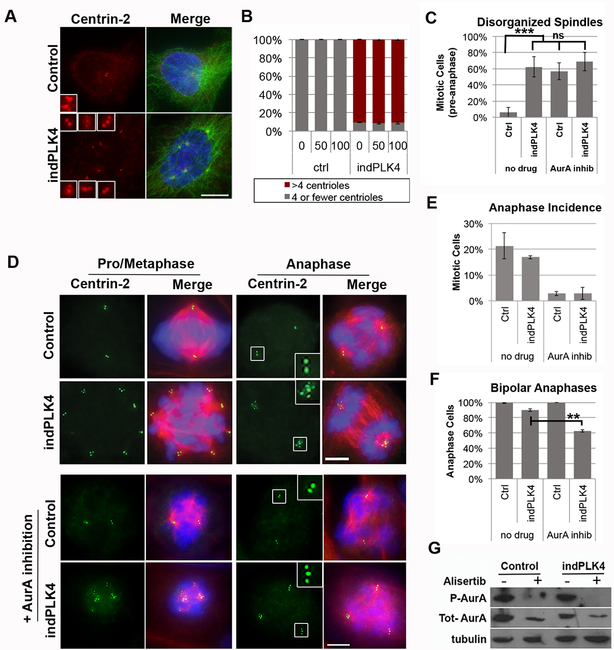 Aurora A kinase promotes clustering of supernumerary centrosomes.