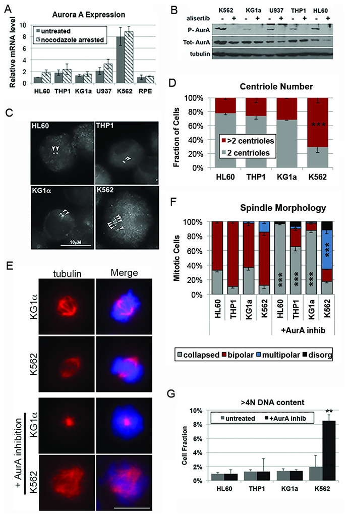 Response to Aurora A inhibition corresponds with centrosome number in Acute Myeloid Leukemia cells.