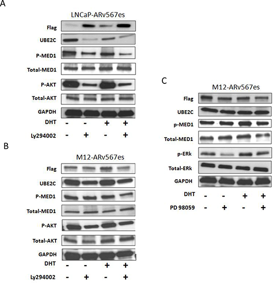 ARv567es/P-MED1 complex cross talks with PI3K-AKT pathway, but not with MAPK pathway.