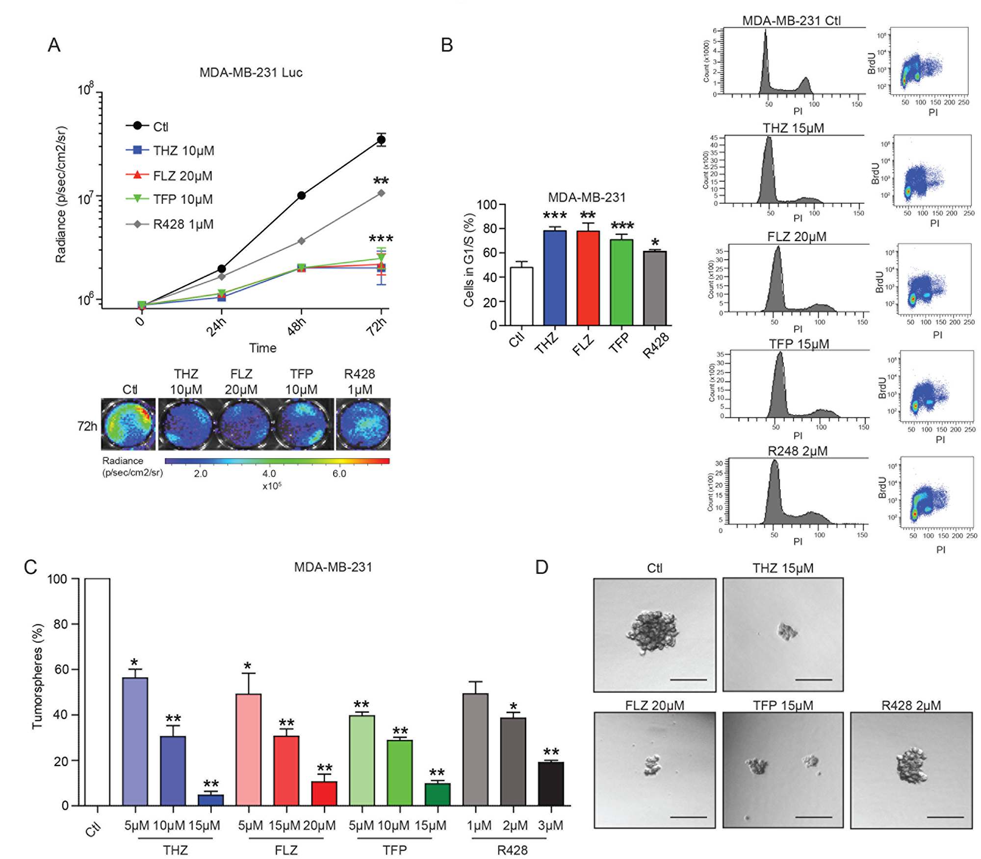 The phenothiazines reduce cell proliferation and induce cell cycle arrest of TNBC cells.