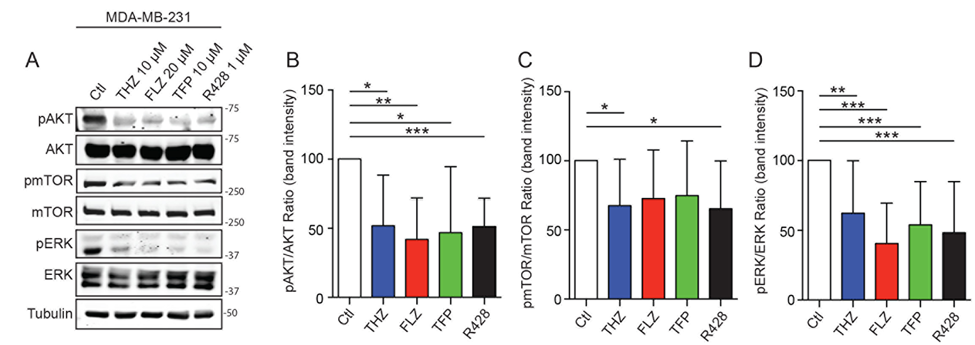 Phenothiazines treatments on TNBC affects PI3K/AKT/mTOR and MAPK pathways.