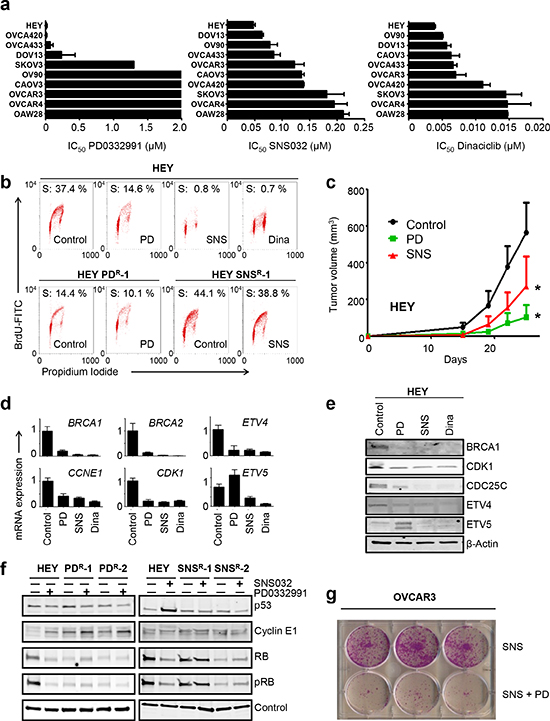 CDKi impair E2F target gene expression and inhibit ETS gene transcription.