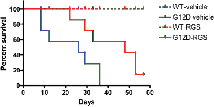 Treatment with rigosertib improves survival in MPN-bearing K-RASG12D mice.