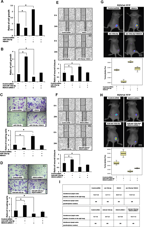miR-125a-5p suppresses tumorigenesis through inhibition of HDAC4.