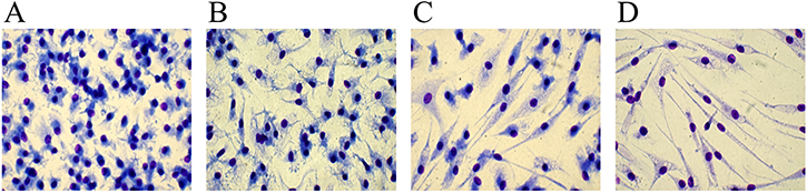 Differences between serum-containing and serum-free media in fibrocyte-like cells differentiation.