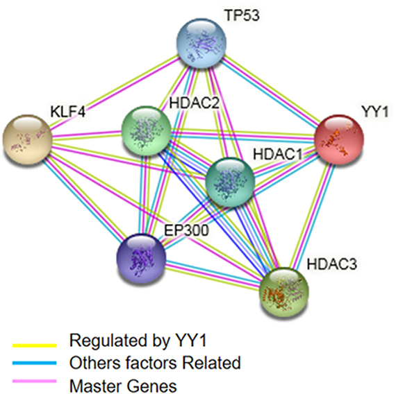 Prediction of the biological interaction between KLF4 and YY1 (highlighted in light yellow line).