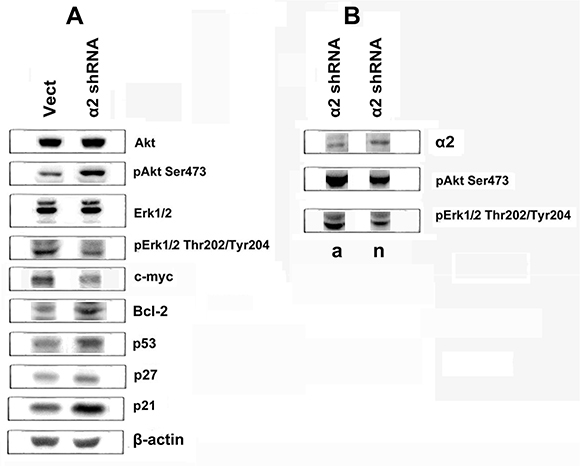 Effect of &#x03B1;2&#x03B2;1 knockdown on expression of signaling proteins in SK-Mel-147 cells.