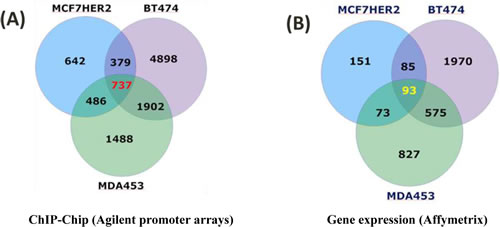 ChIP-chip and Affymetrix gene expression results for HER2-dependent changes in cell lines.