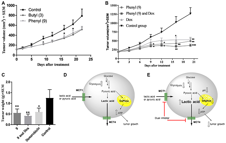 In vivo xenograft studies in WiDr and MDA-MB-231 tumor models.