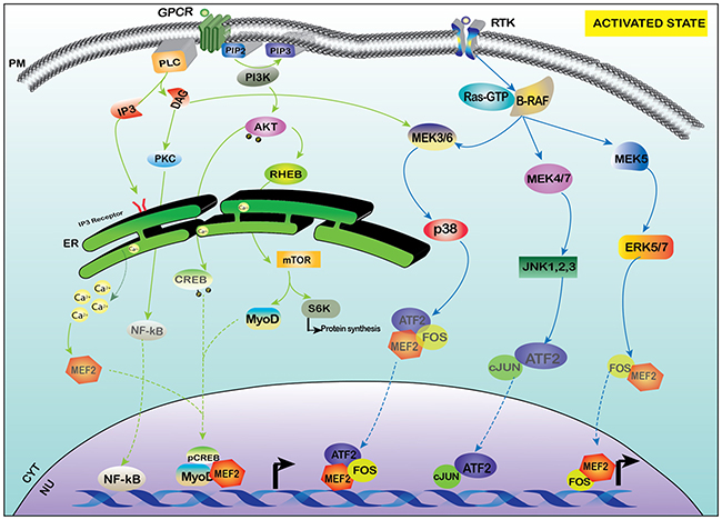 Activation of MEF-2 by PI3K-AKT and MAPK signaling.