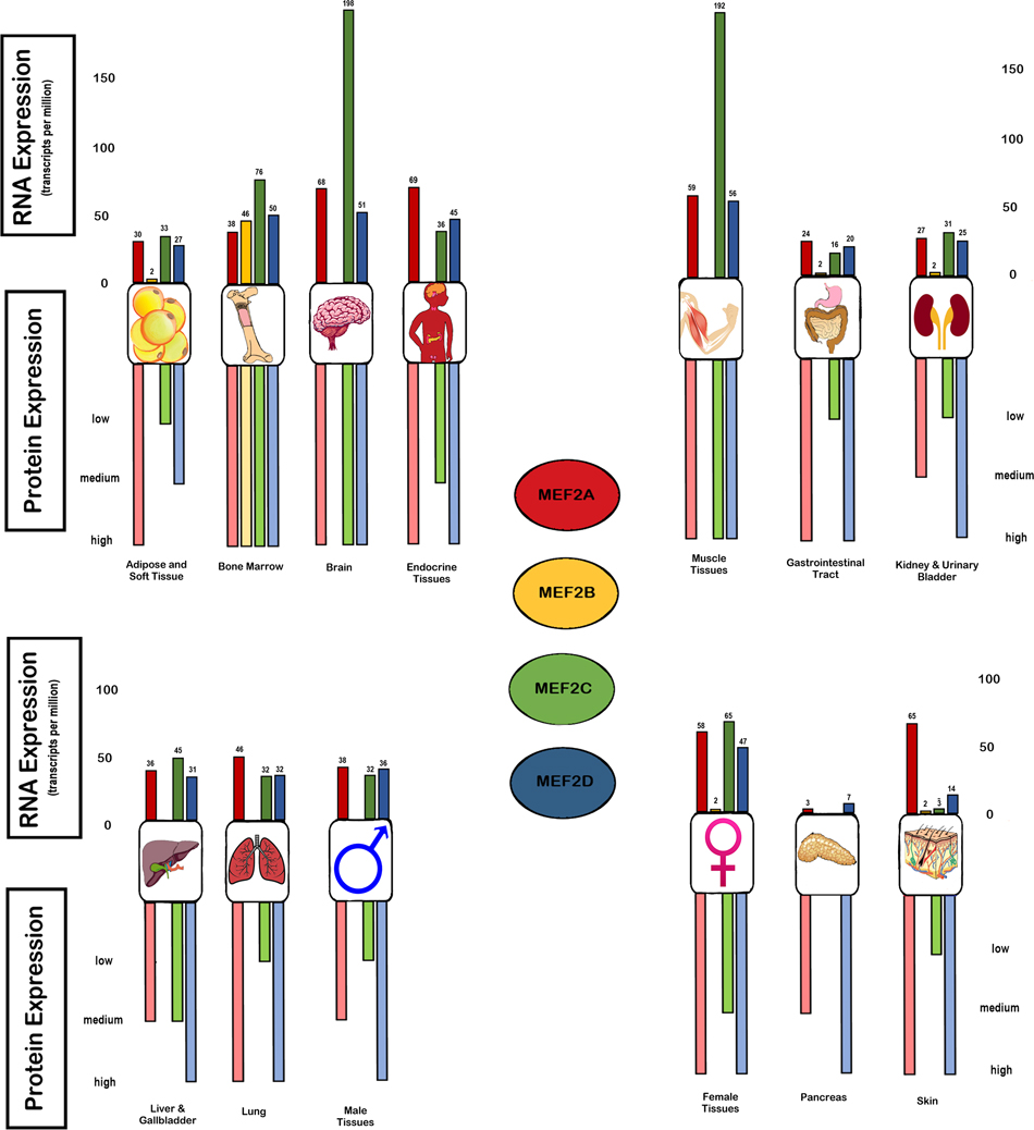 Basal expression of MEF-2 isoforms in organ systems and tissues in RNA and protein.