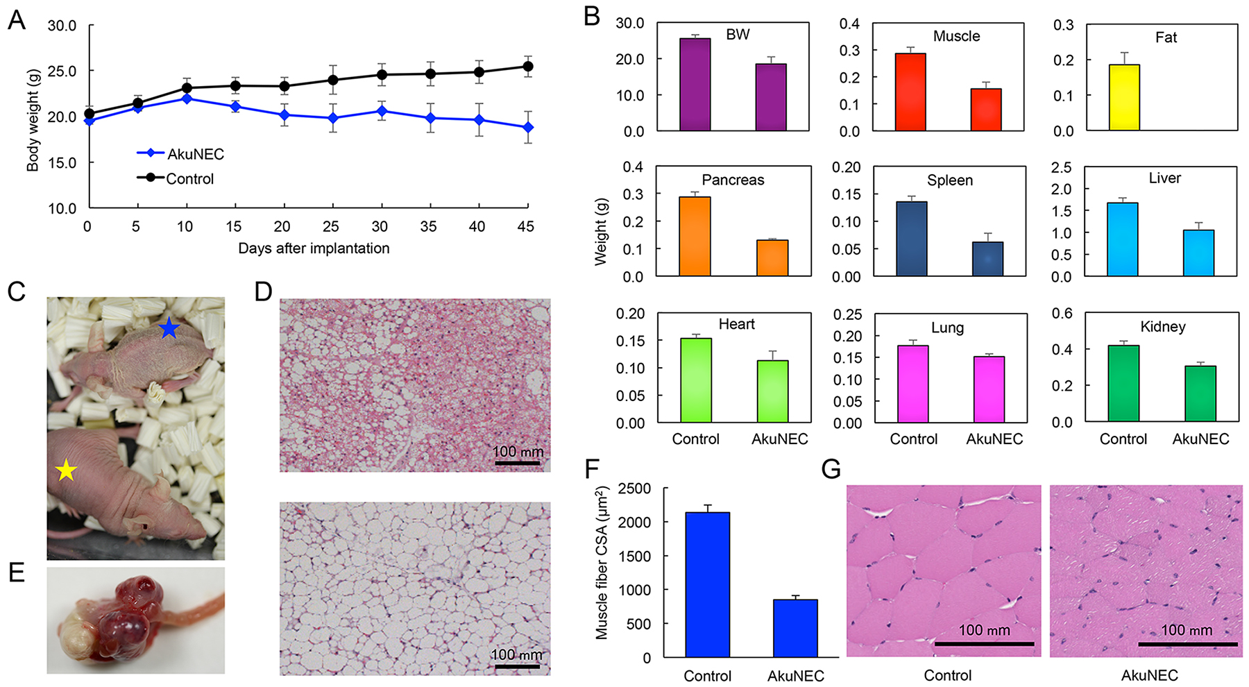 Orthotopically implanted AkuNEC tumors induce cancer cachexia.