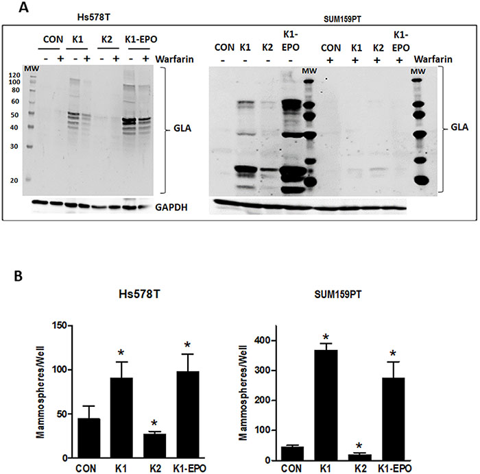 Effects of vitamins K2, K1-EPO, and VKOR inhibitor on GLA protein expression and mammosphere formation in TNBC cells.