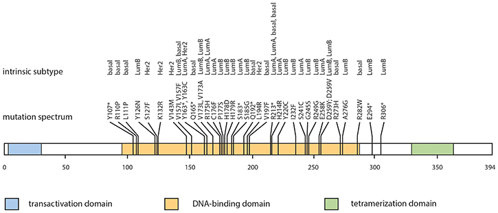 TP53 mutation spectrum according to intrinsic subtype.