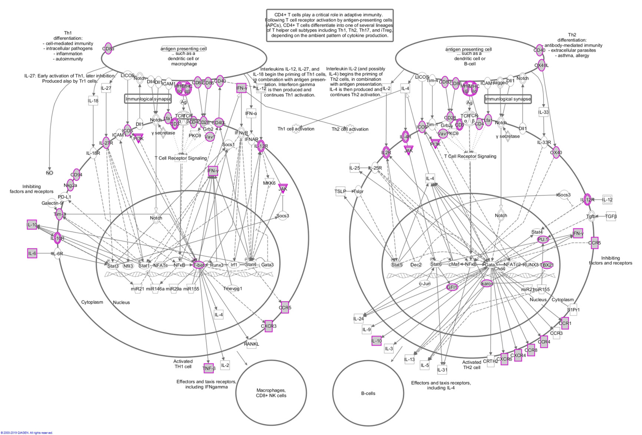 Schematic of the Th1 and Th2 activation pathway.