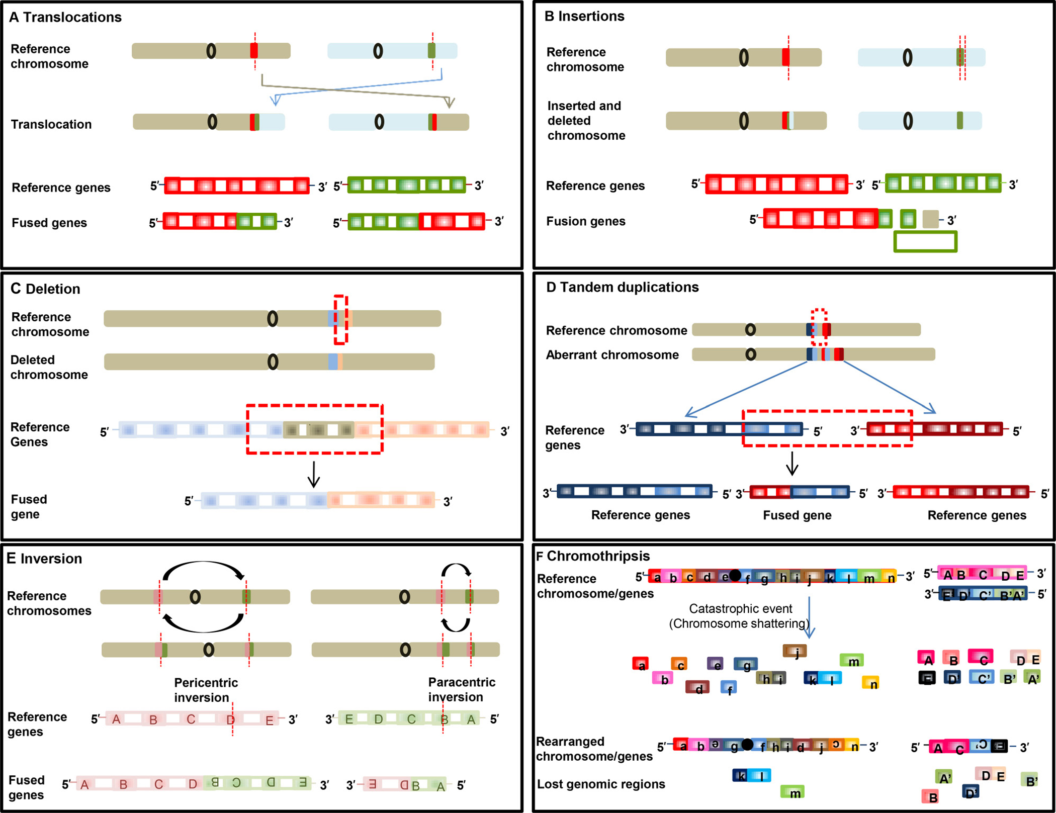 Schematic illustrations of formation of fusion genes.