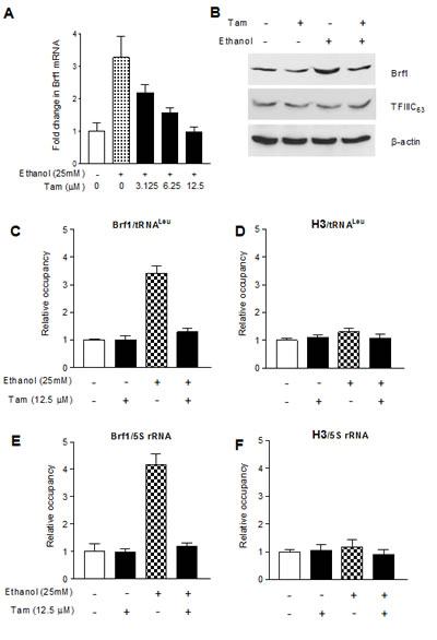 Fig.3: Tam reduces Brf1 expression and lowers the occupancy of Brf1 in the promoters of Pol III genes