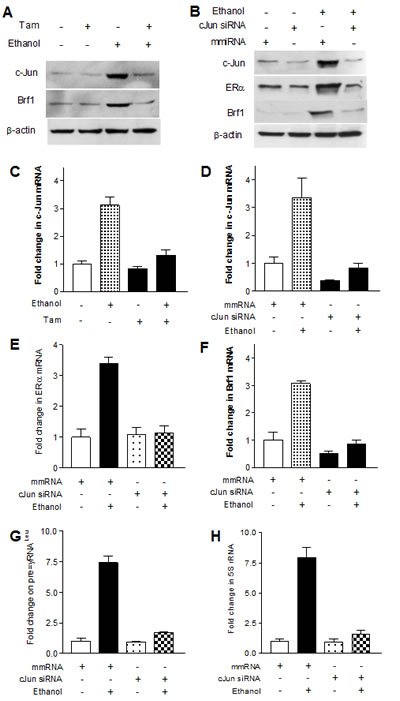 Fig.4: Down-regulating c-Jun decreases expression of Brf1 and Pol III genes.