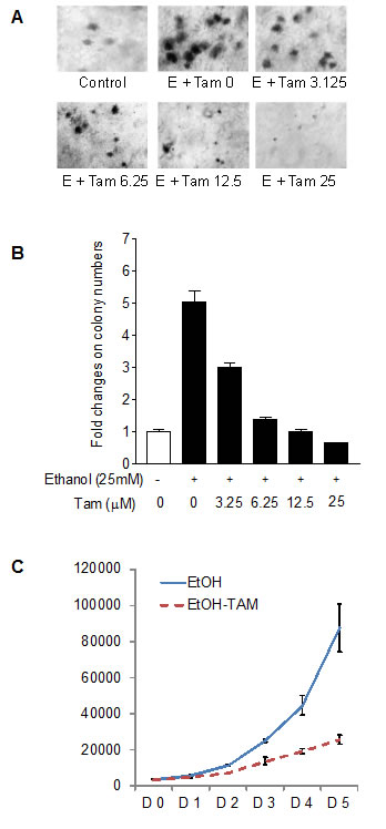 Fig.6: Tam caused phenotypic alteration induced by alcohol
