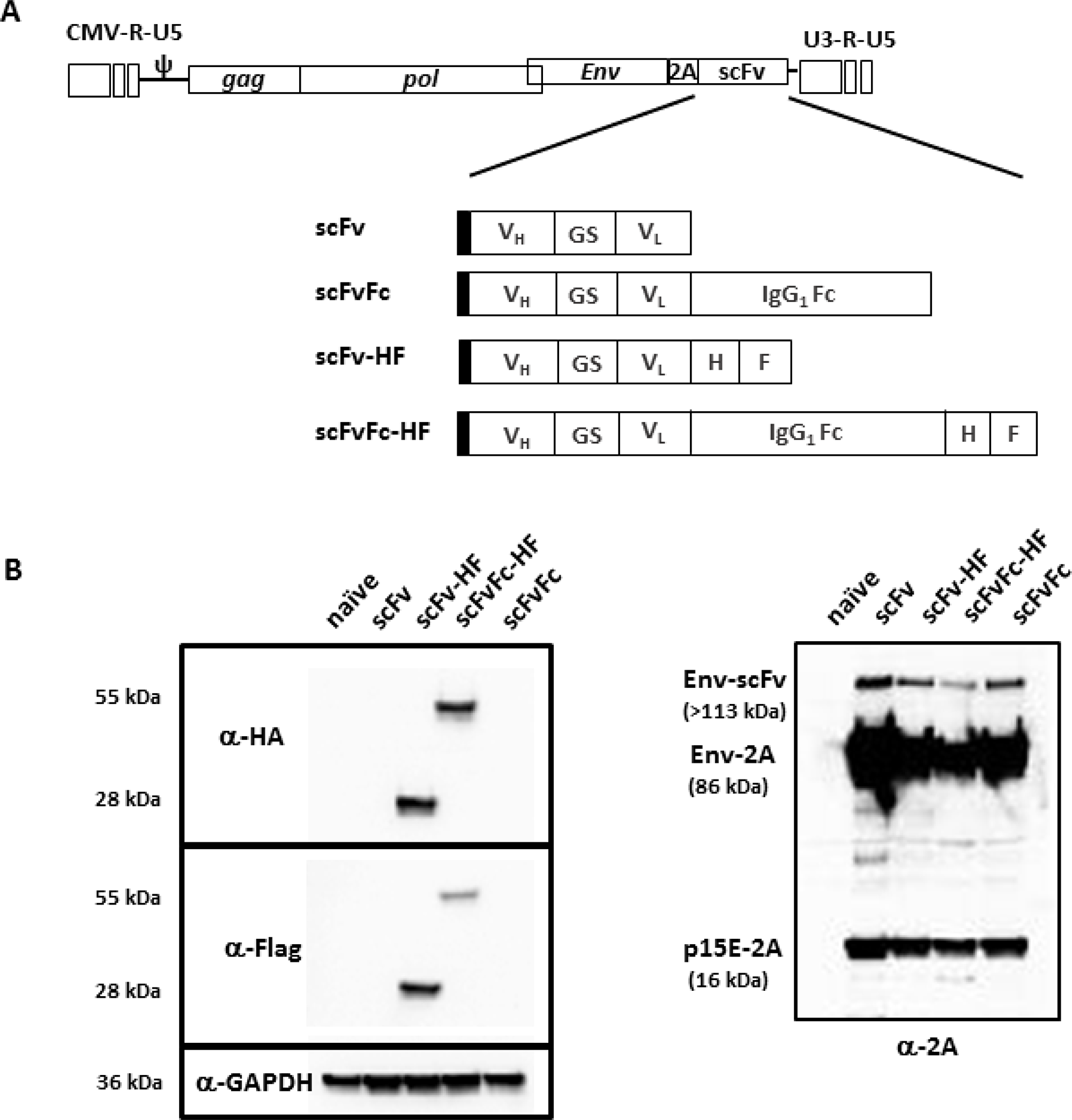 Figure 1: Schematic diagram of RRV-scFv-PDL1 plasmid DNAs.