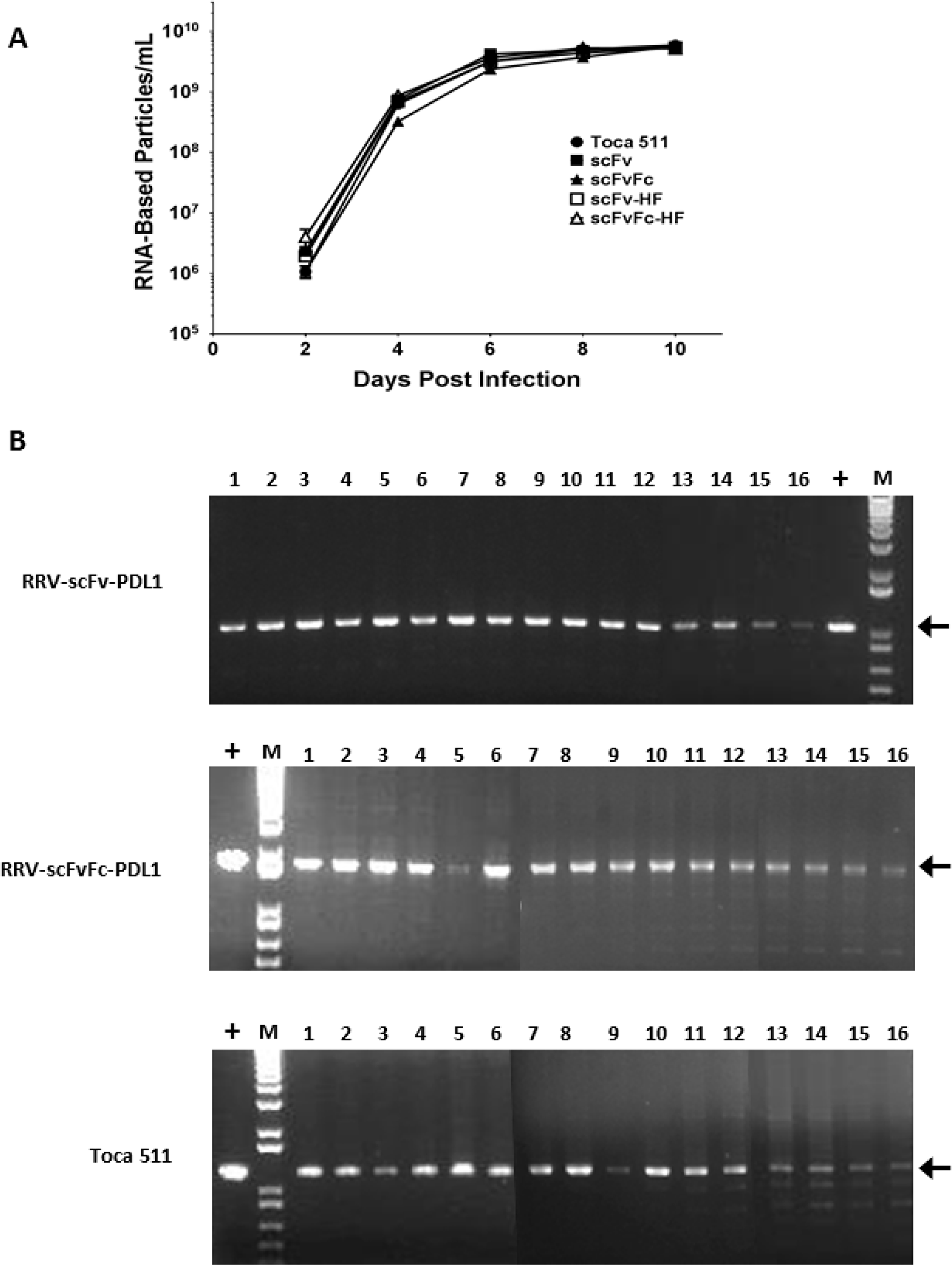 Replication kinetics and genome stability of RRV-scFv-PDL1 and RRV-scFvFc-PDL1 vectors.