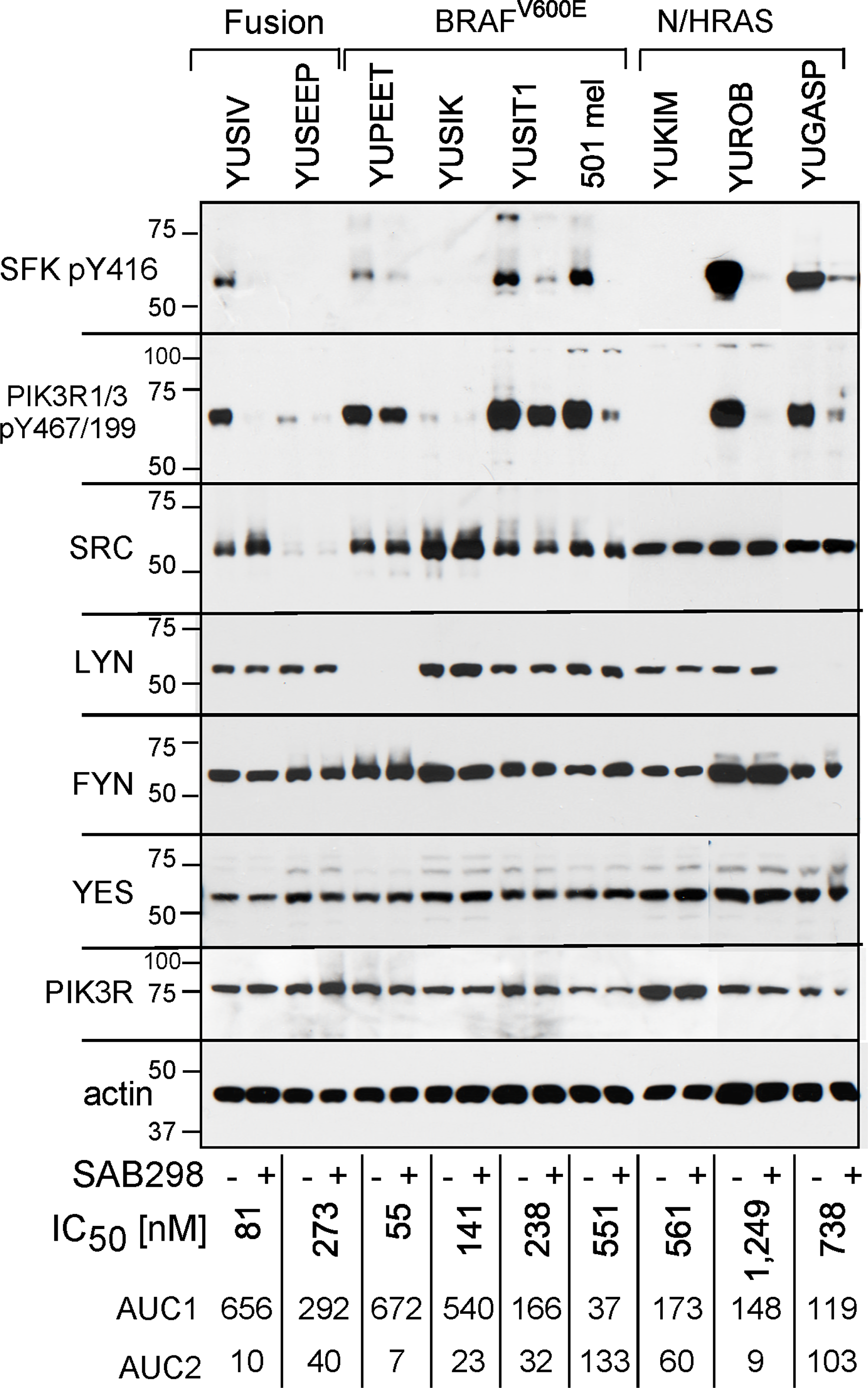 SAB298 suppresses SFK and PI3K activities.