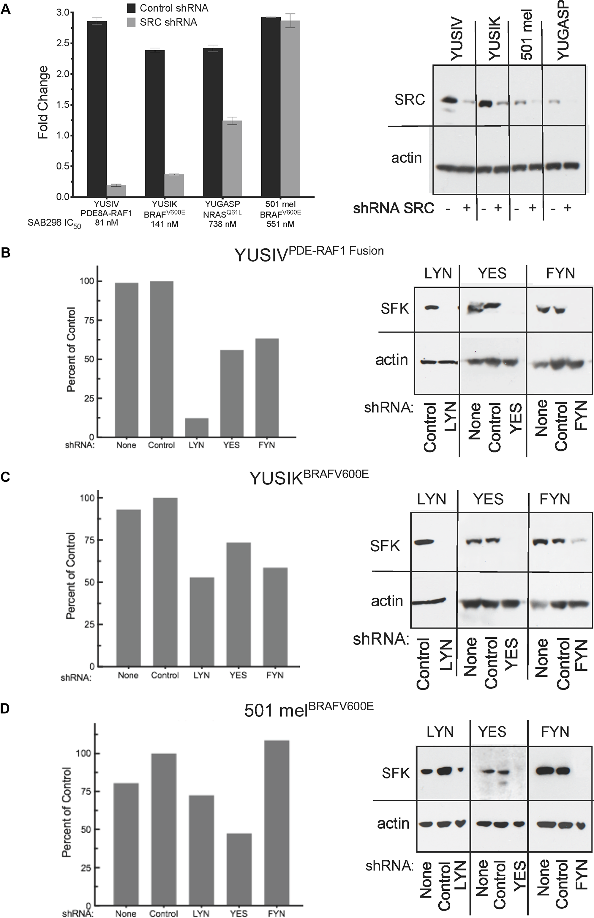 Cell proliferation in response to downregulation of specific SFKs.