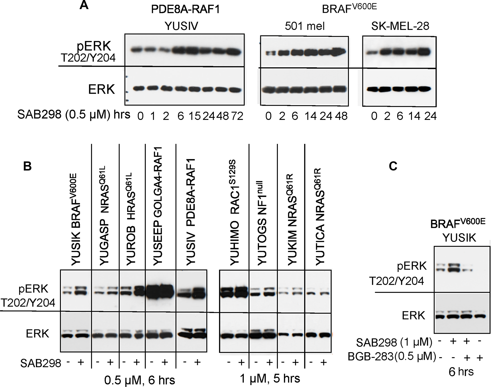 MAPK signaling is activated in response to SAB298.