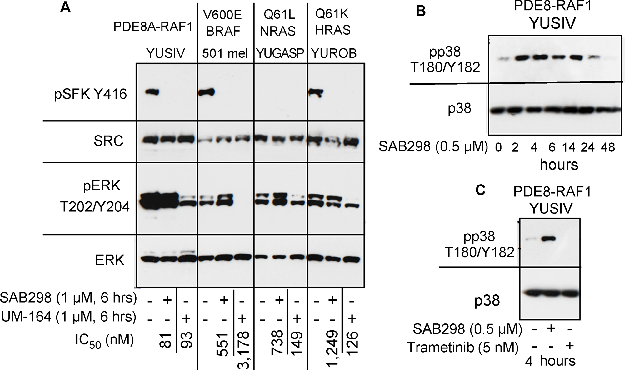 SAB298 and UM-164 inhibit SFK activity but have opposite effects on ERK and p38.