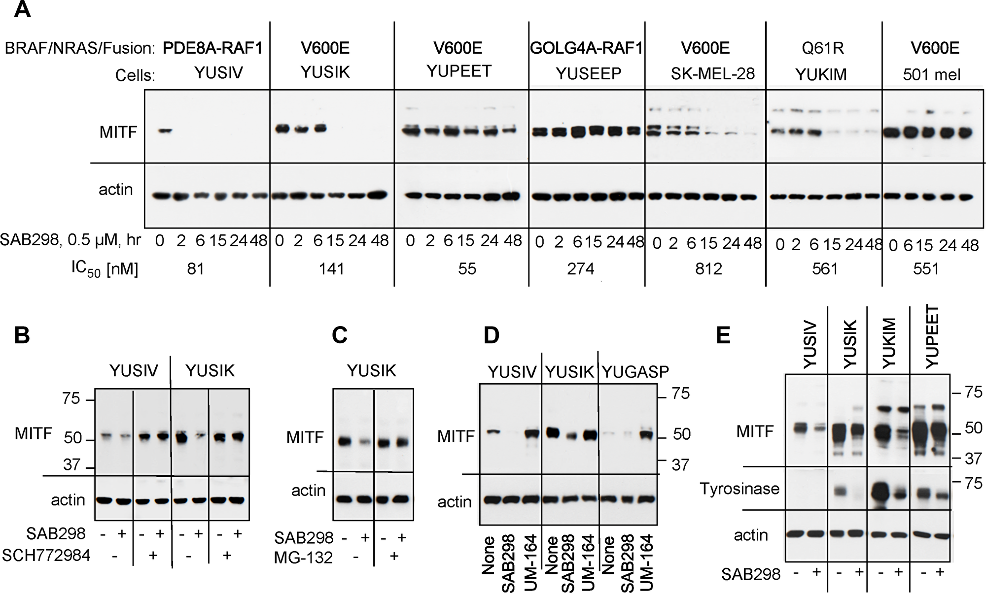 Suppression of MITF in response to SAB298.