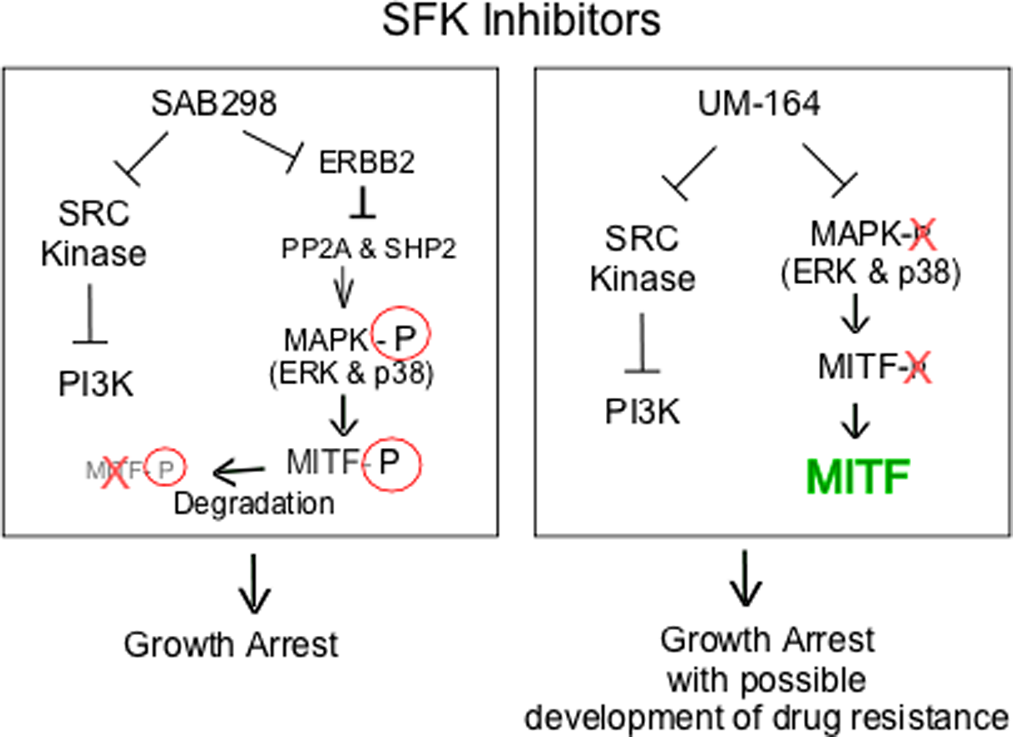 Schematic representation of intracellular signaling induced by SAB298 and UM-164.