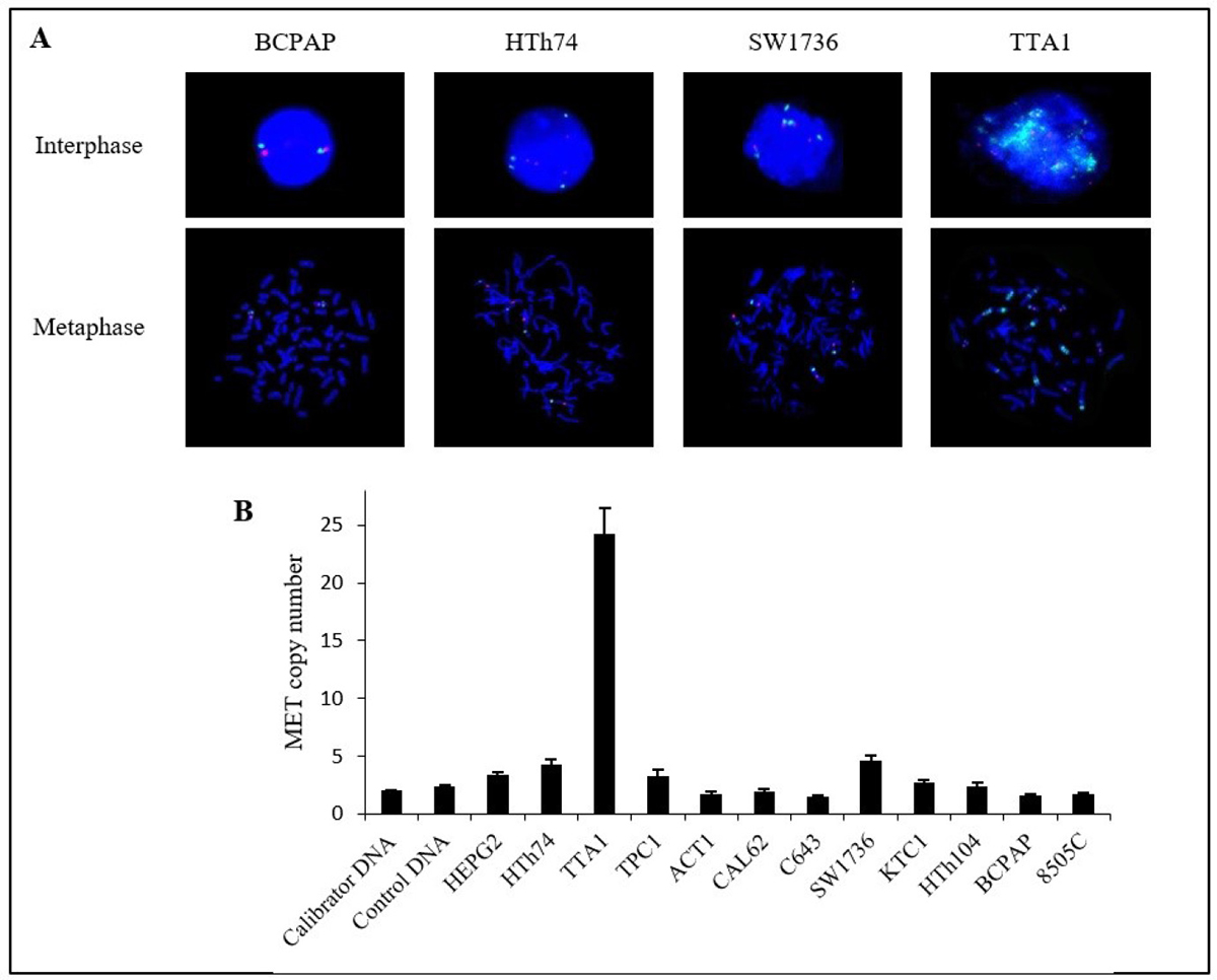 Copy number of MET gene in thyroid cancer cell lines.