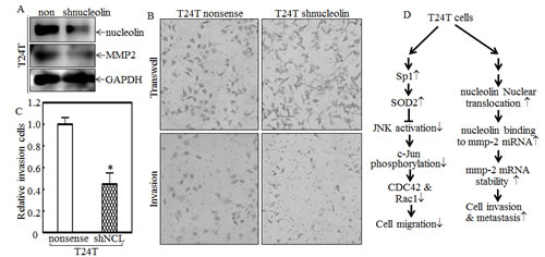 Nucleolin overexpression contributes to MMP-2 protein expression and cancer cell invasion of T24T cells.
