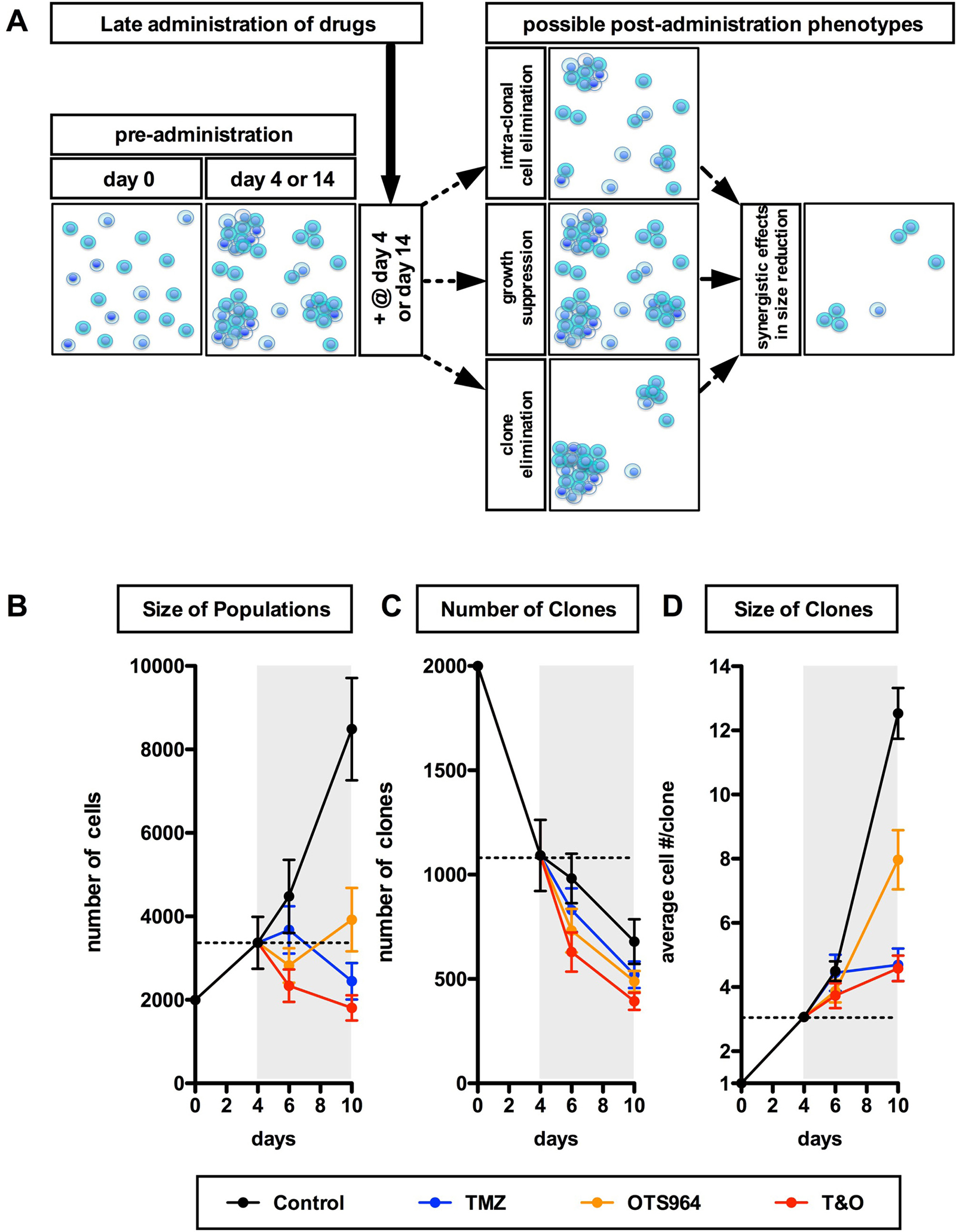 Early and continuous reduction in the size of self-renewed U87-GS populations through combined administration of TMZ and OTS964.