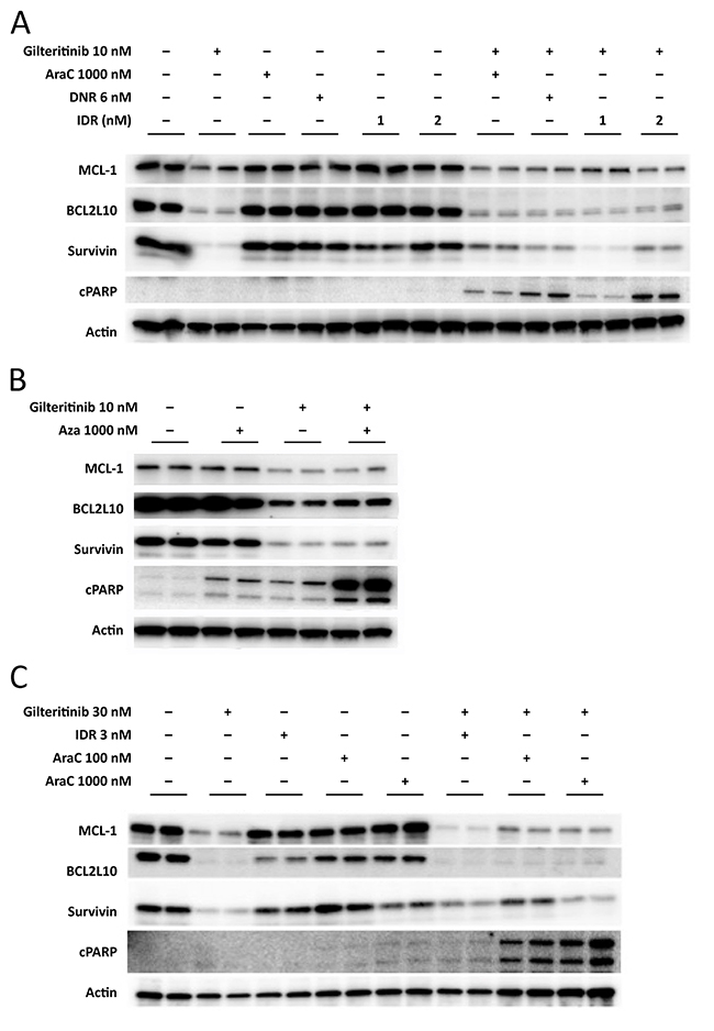 Inhibition of anti-apoptotic protein expression in MV4-11 cells and MOLM-13 cells.