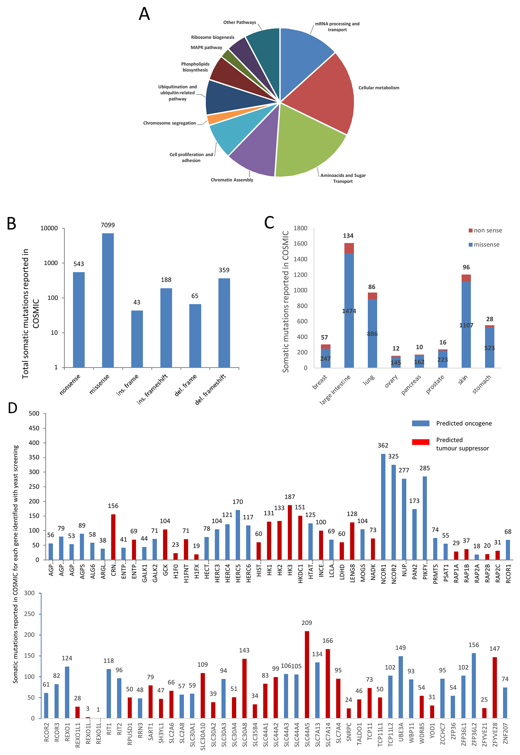 The genes identified by the yeast-based screening belong to several cellular pathways and are mutated in different kinds of cancer.