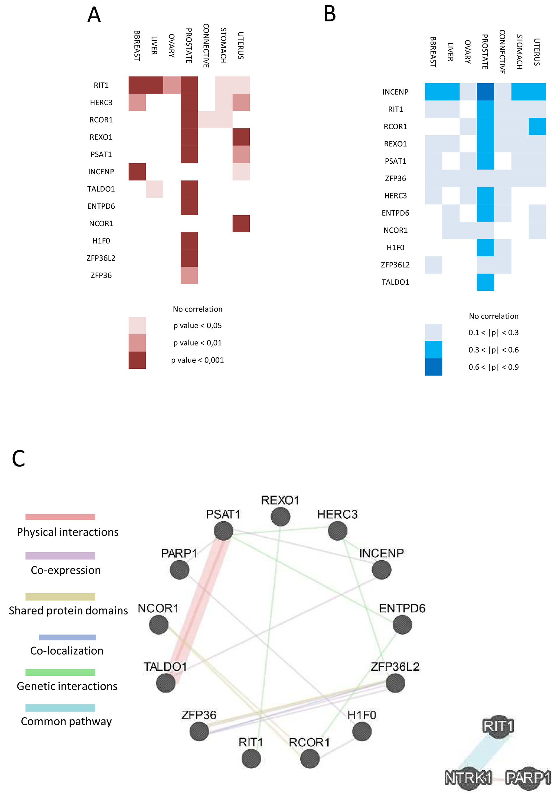 Functional interaction and correlation between PARP1 and the 12 selected genes.