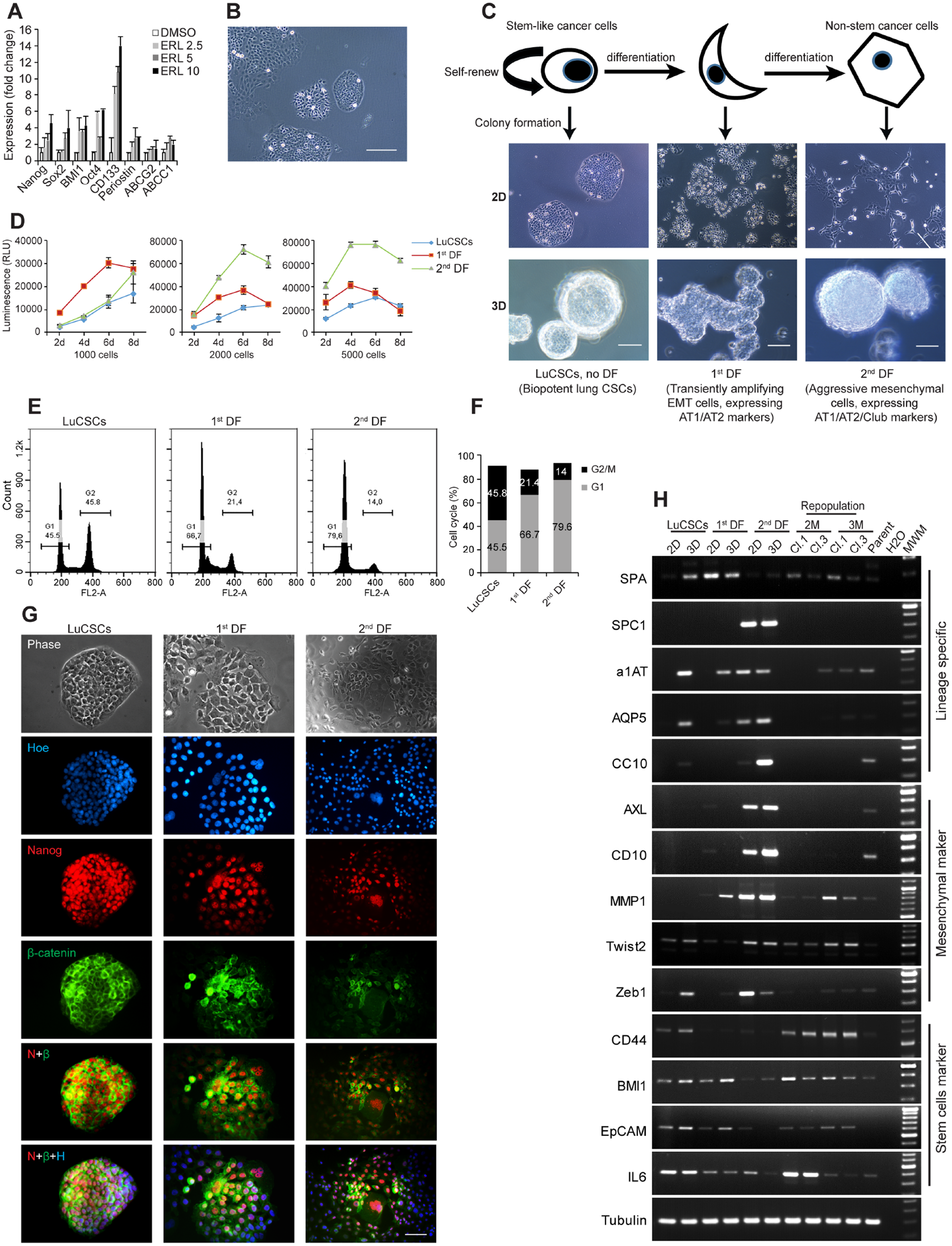 Figure 1: NSCLC cell line model (NCI-H1568) exhibits unique cellular heterogeneity and functional characteristic.